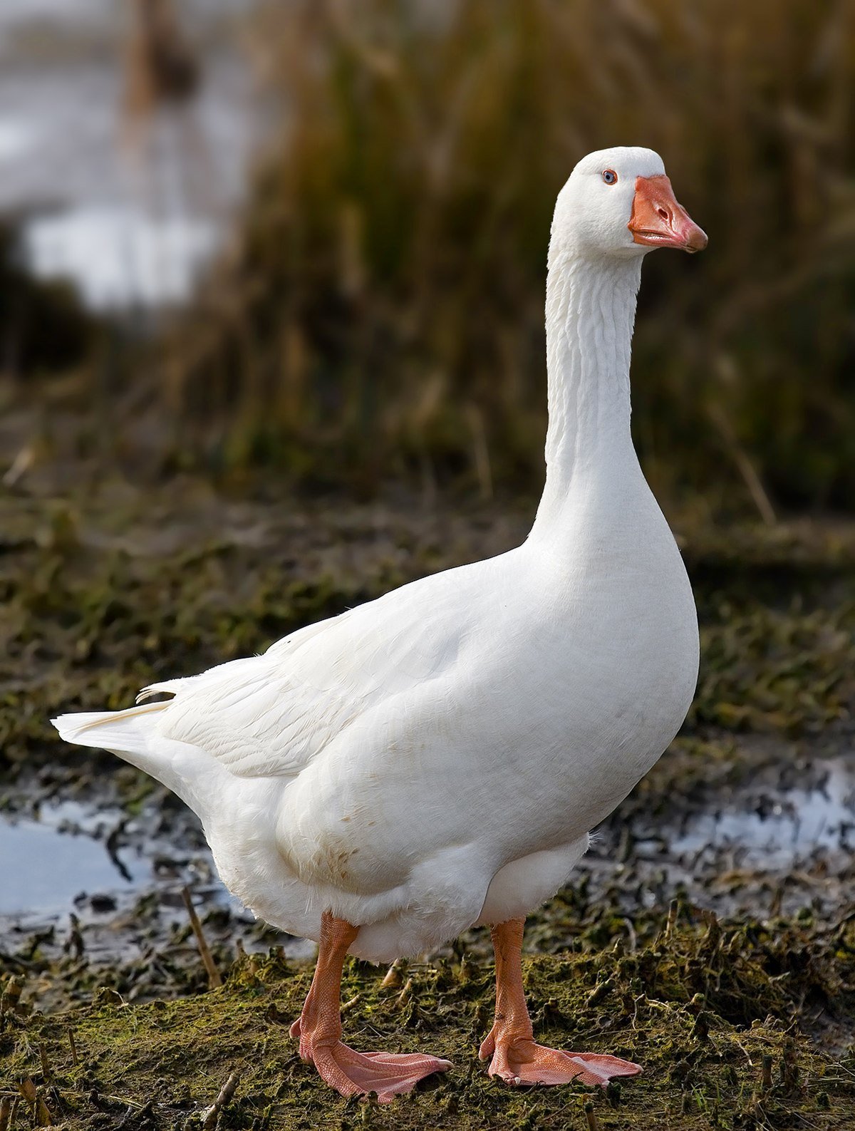 Domestic_Goose