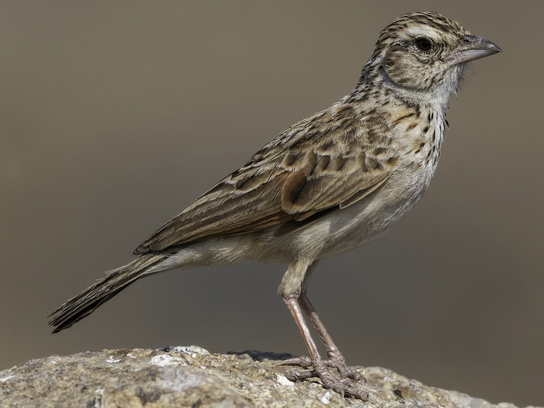 Indian Bush Lark